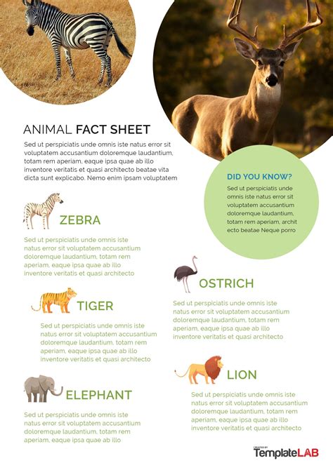 Animal Fact Sheet Template